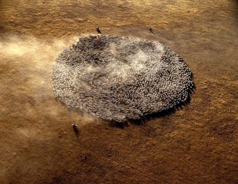 Photograph of “Round Up” by Peter Leaver